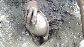 韩国鲶鱼爆料视频大全下载,揭秘娱乐圈幕后真相  第2张