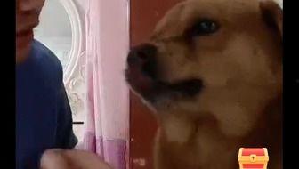 狗子直播爆料是真的吗视频,真相揭秘，视频内容真实性分析  第1张